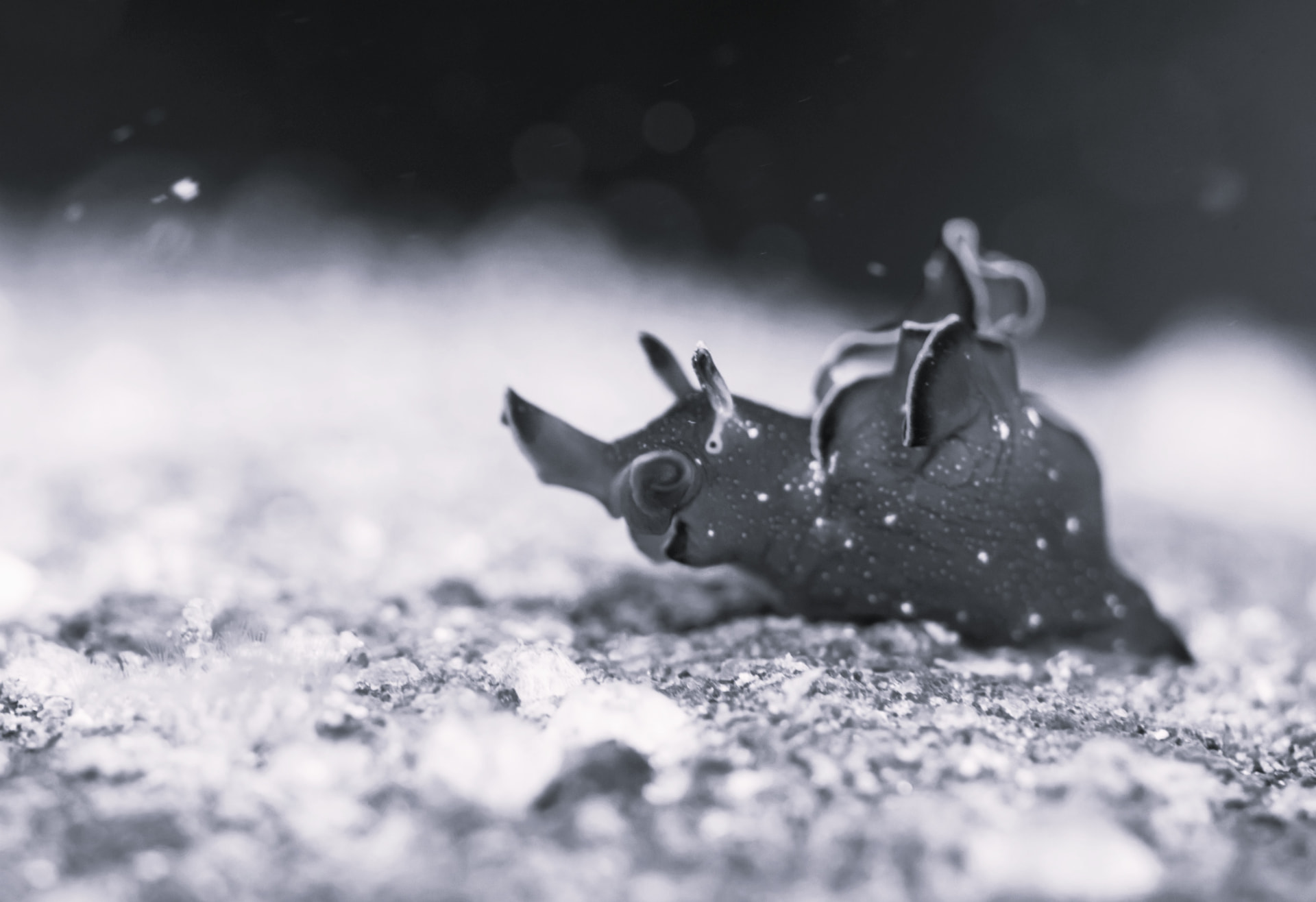 A sea slug resting on a pebbly seabed